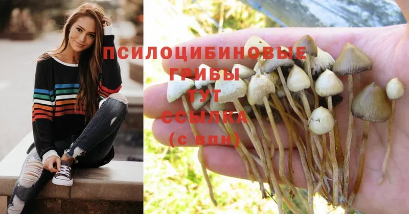 купить закладку  Бикин  Псилоцибиновые грибы MAGIC MUSHROOMS 